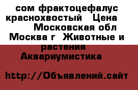 сом фрактоцефалус краснохвостый › Цена ­ 1 500 - Московская обл., Москва г. Животные и растения » Аквариумистика   